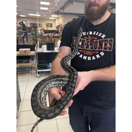 Morelia spilota metcalfei - Python tapis de Metcalf