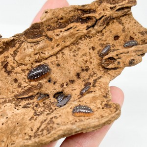 Armadillidium klugii...