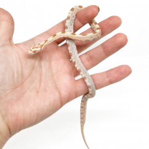 Pantherophis guttatus...