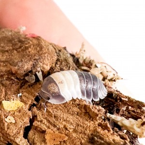 Cubaris sp "Panda King" -...