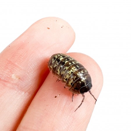 Armadillidium granulatum - x10 cloportes