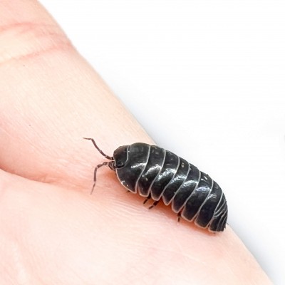 Armadillidium granulatum - x10 cloportes