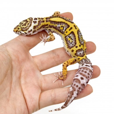 Eublepharis macularius "Bell albinos" - Gecko léopard
