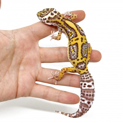 Eublepharis macularius "Bell albinos" - Gecko léopard
