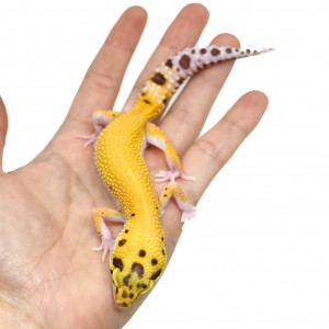 Eublepharis macularius...