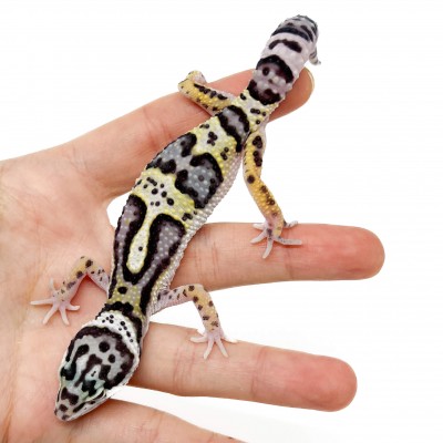 Eublepharis macularius "Mack Snow Jungle" - Gecko léopard