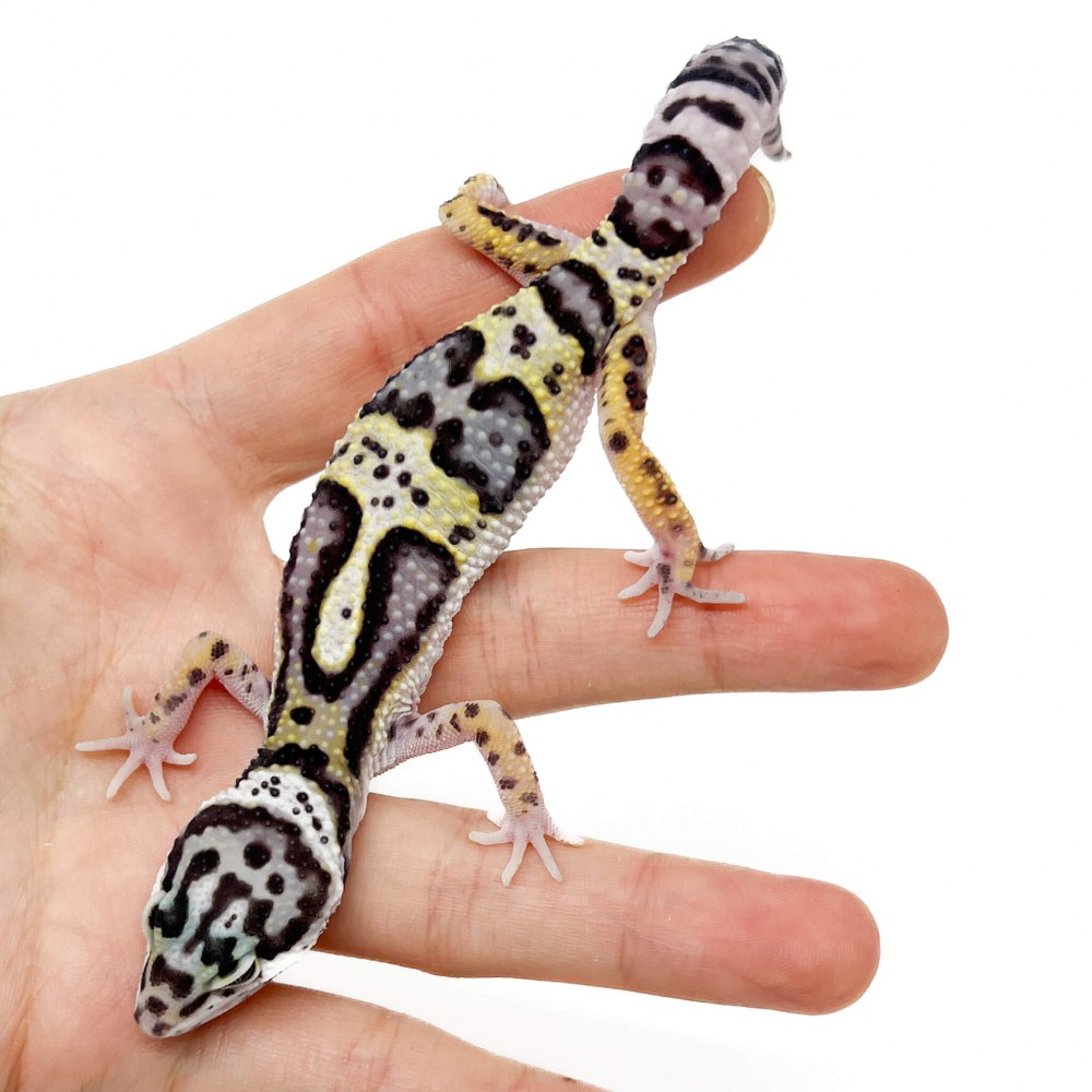 Eublepharis macularius "Mack Snow Jungle" - Gecko léopard