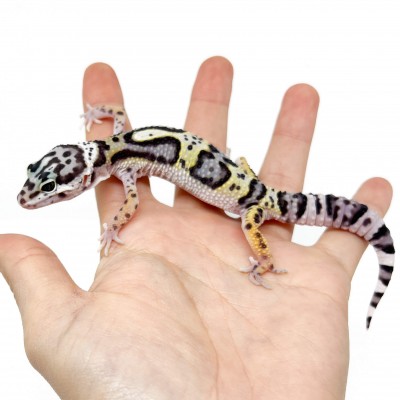 Eublepharis macularius "Mack Snow Jungle" - Gecko léopard