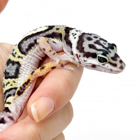 Eublepharis macularius "Mack Snow Jungle" - Gecko léopard
