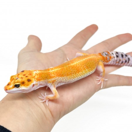 Eublepharis macularius "Red Stripe" - Gecko léopard