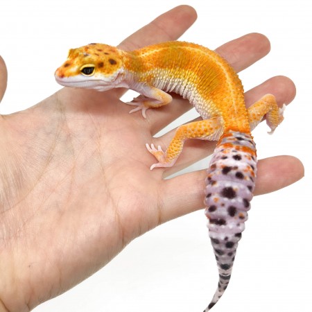 Eublepharis macularius "Red Stripe" - Gecko léopard