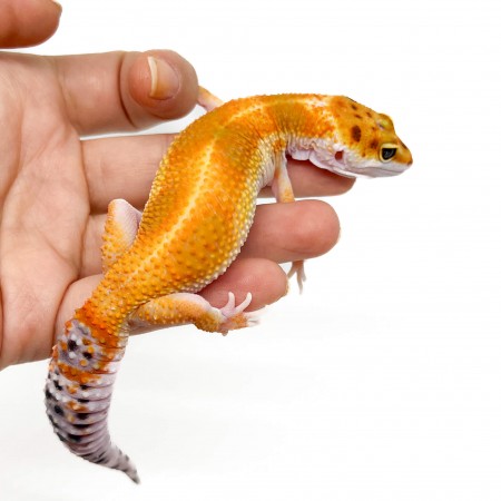 Eublepharis macularius "Red Stripe" - Gecko léopard
