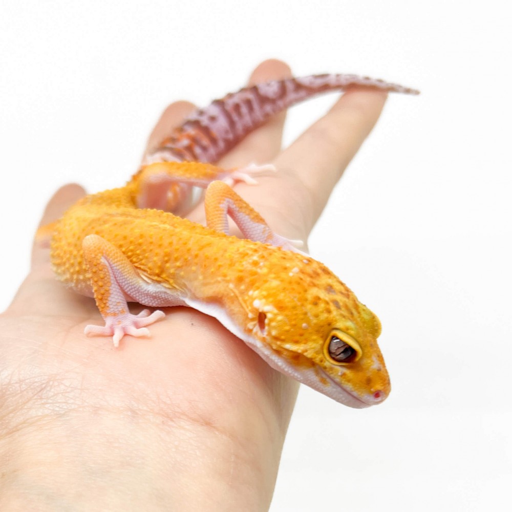 Eublepharis macularius "Raptor" - Gecko léopard Eublepharis macularius "Raptor" - Gecko léopard