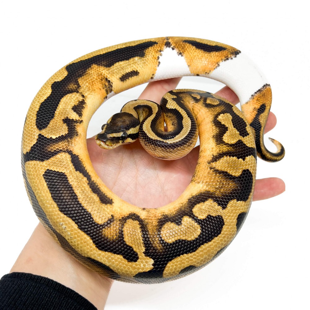 Python regius