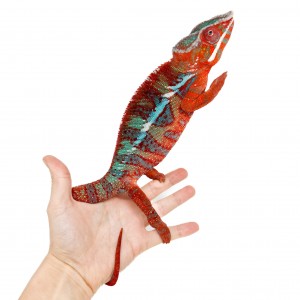 Furcifer pardalis "Ambilobe...