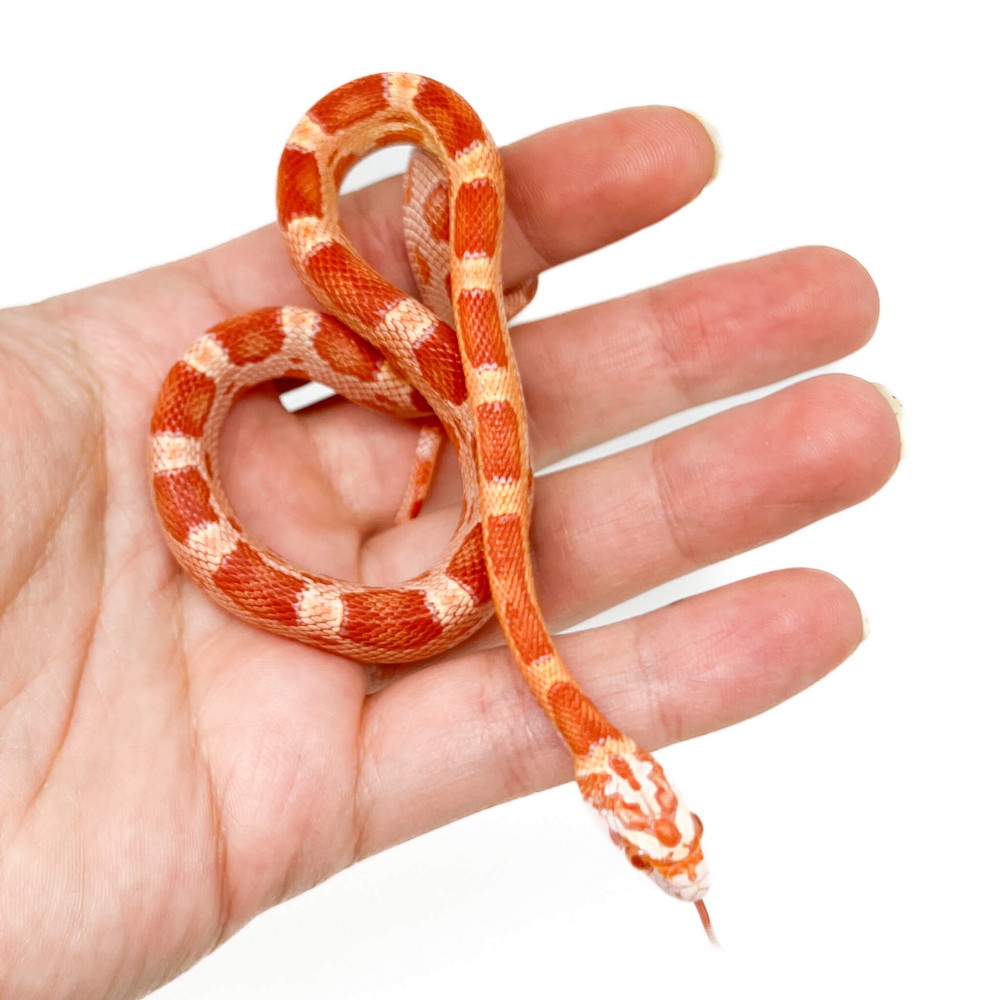 Serpent Des Bles Albinos