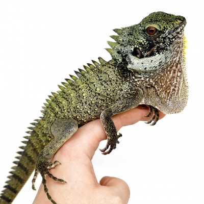 Lophosaurus dilophus - Dragon couronné des forêts