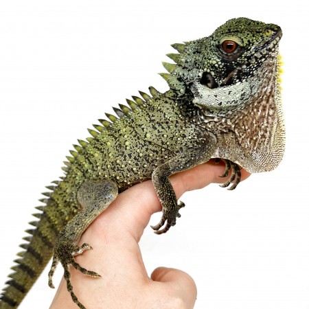 Lophosaurus dilophus - Dragon couronné des forêts