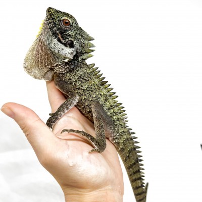 Lophosaurus dilophus - Dragon couronné des forêts