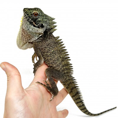 Lophosaurus dilophus - Dragon couronné des forêts