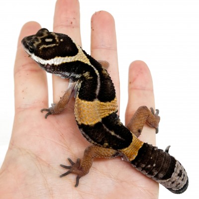 Eublepharis hardwickii - Gecko léopard de l'est indien