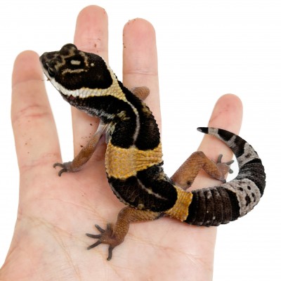 Eublepharis hardwickii - Gecko léopard de l'est indien