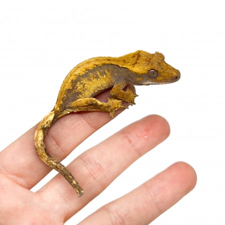 Correlophus ciliatus "Orange Brindle" JEUNE- Gecko à crête