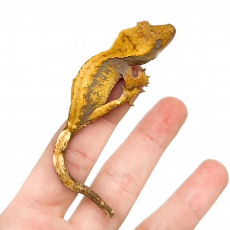 Correlophus ciliatus "Orange Brindle" JEUNE- Gecko à crête