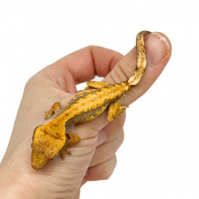 Correlophus ciliatus "Orange Brindle" JEUNE- Gecko à crête