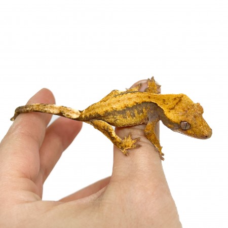 Correlophus ciliatus "Orange Brindle" JEUNE- Gecko à crête