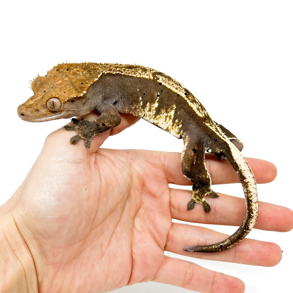 Correlophus ciliatus "Partial Pinstripe" Adulte - Gecko à crête Correlophus ciliatus "Partial Pinstripe" Adulte - Gecko à crête