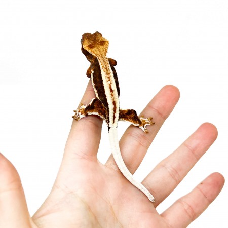 Correlophus ciliatus "Lilly White" (Juvénile GRADE A) - Gecko à crête