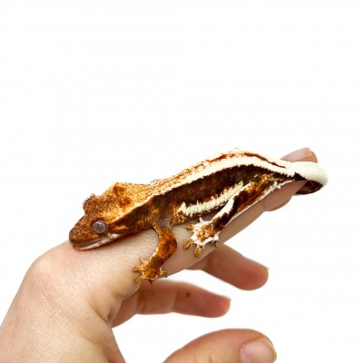 Correlophus ciliatus "Lilly White" (Juvénile GRADE A) - Gecko à crête