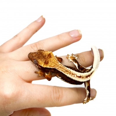 Correlophus ciliatus "Lilly White" (Juvénile GRADE A) - Gecko à crête