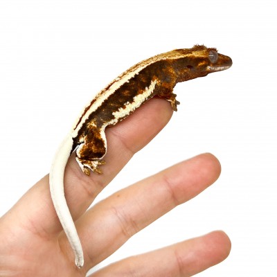 Correlophus ciliatus "Lilly White" (Juvénile GRADE A) - Gecko à crête