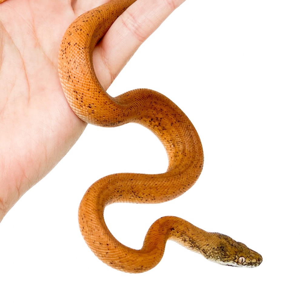 Liasis mackloti savuensis - Python de Savu