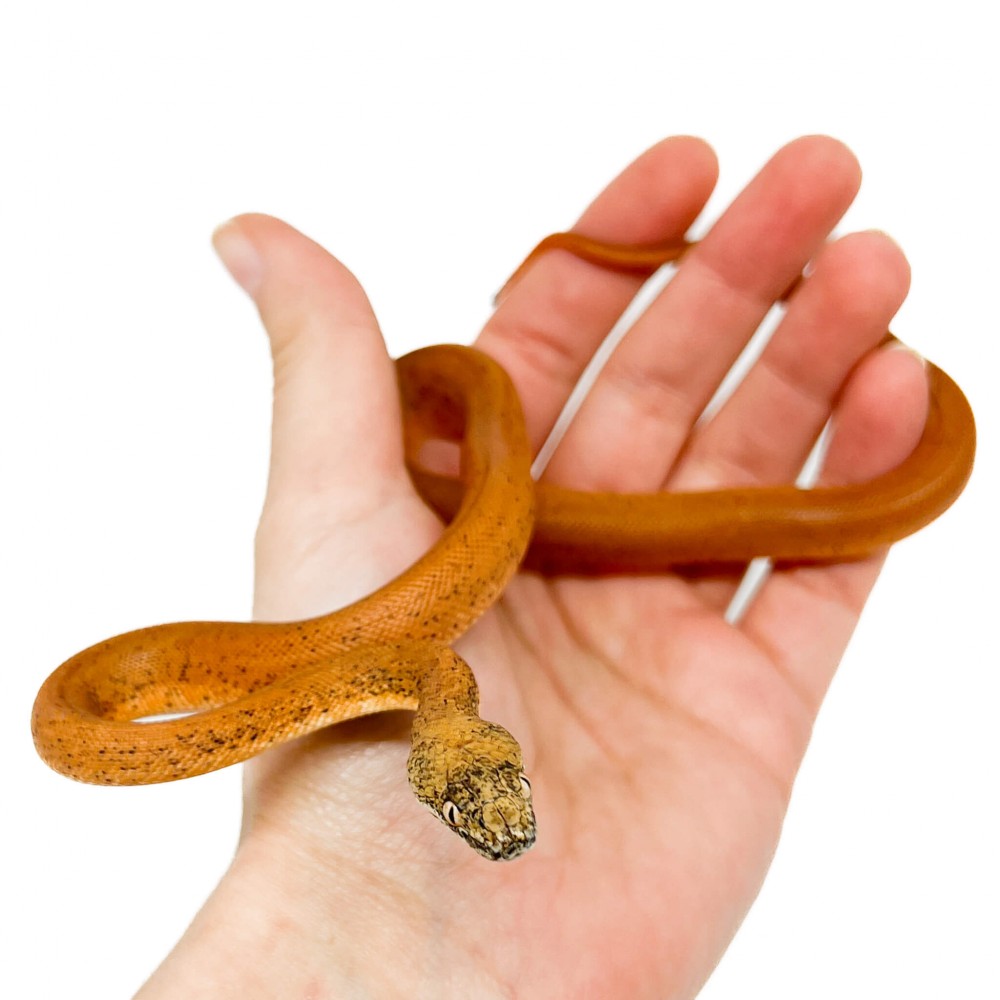 Liasis mackloti savuensis - Python de Savu