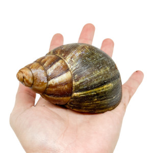 Archachatina spp - Escargot...