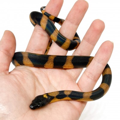 Bothrochilus boa - Python annelé de Bismarck