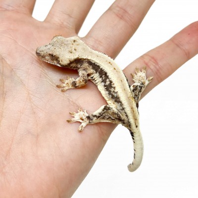 Correlophus ciliatus "Lilly White" (Juvéniles GRADE B) - Gecko à crête