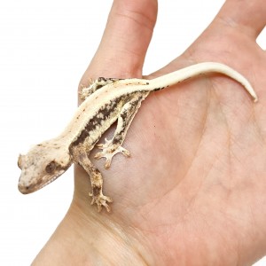 Correlophus ciliatus "Lilly...