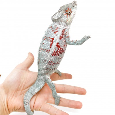 Furcifer pardalis "Djangoa" - Caméléon panthère
