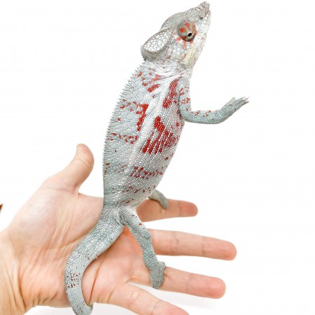 Furcifer pardalis "Djangoa" - Caméléon panthère