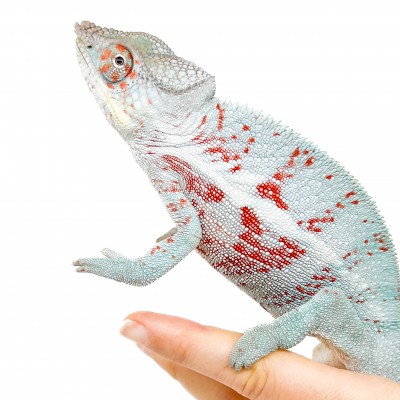 Furcifer pardalis "Djangoa" - Caméléon panthère