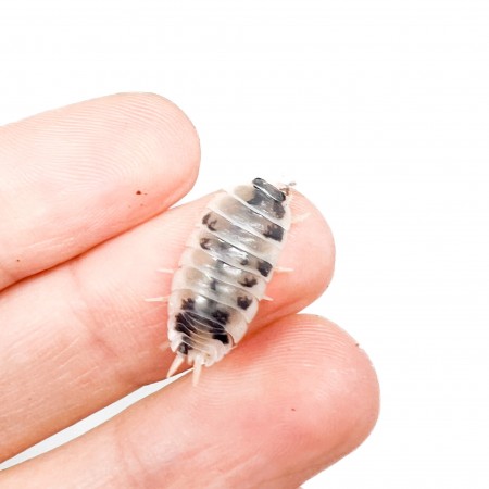 Porcellio laevis "Dairy Cow" - x8 Cloportes
