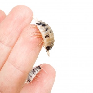 Porcellio laevis "Dairy...