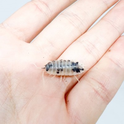 Porcellio laevis "Dairy Cow" - x8 Cloportes