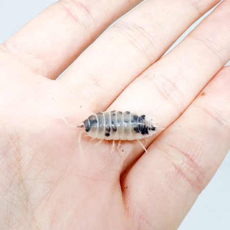 Porcellio laevis "Dairy Cow" - x8 Cloportes
