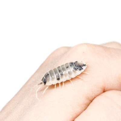 Porcellio laevis "Dairy Cow" - x8 Cloportes