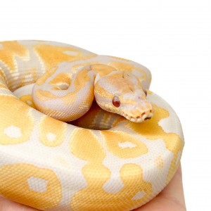 Python regius "Lavender...